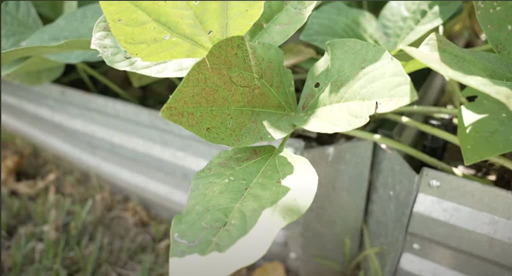 Rust on Leaves